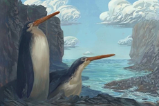Fosil Penguin Raksasa Berkaki Panjang Ditemukan di Selandia Baru