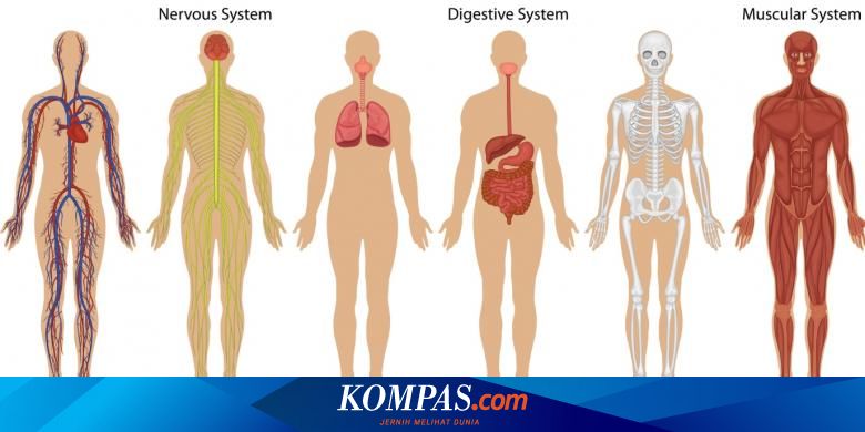 Studi Temukan Manusia Hanya Punya 43 Persen Sel Manusia Apa Maksudnya Halaman All Kompas Com