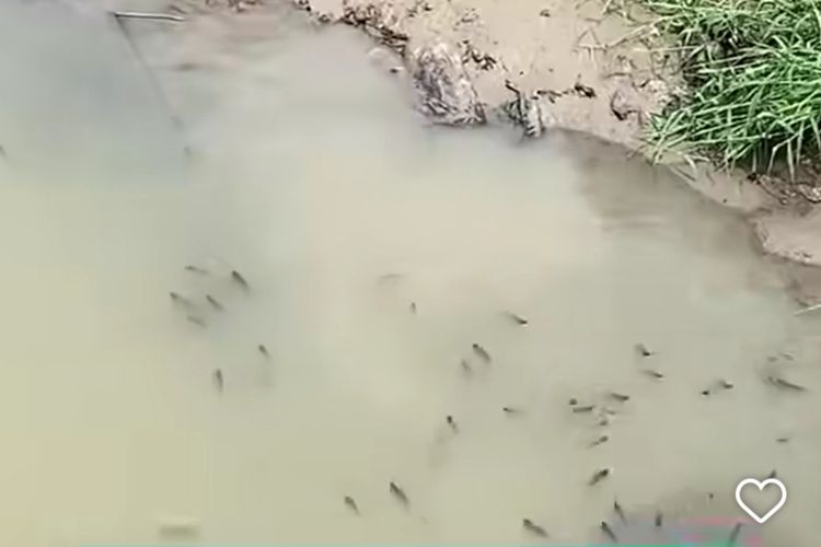 Fenomena Ikan Mabuk di Sungai Jagir Surabaya, Ecoton Desak Pemkot Atasi Pencemaran