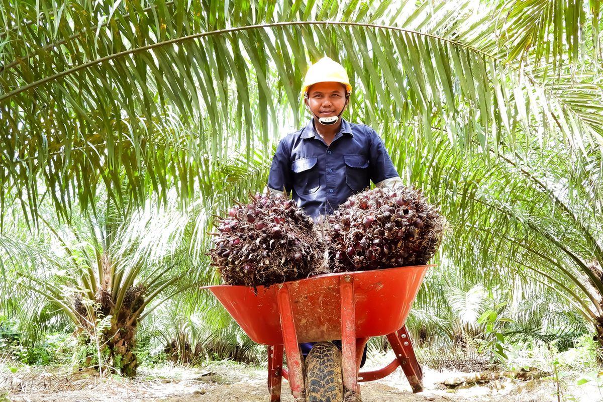 PT Austindo Nusantara Jaya (ANJ) Tbk mencatat pertumbuhan produksi yang cukup signifikan selama sepuluh bulan tahun 2021.