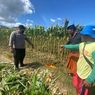 Dua Petani di Situbondo Saling Bacok, Awalnya Gara-gara Tanaman Jagung