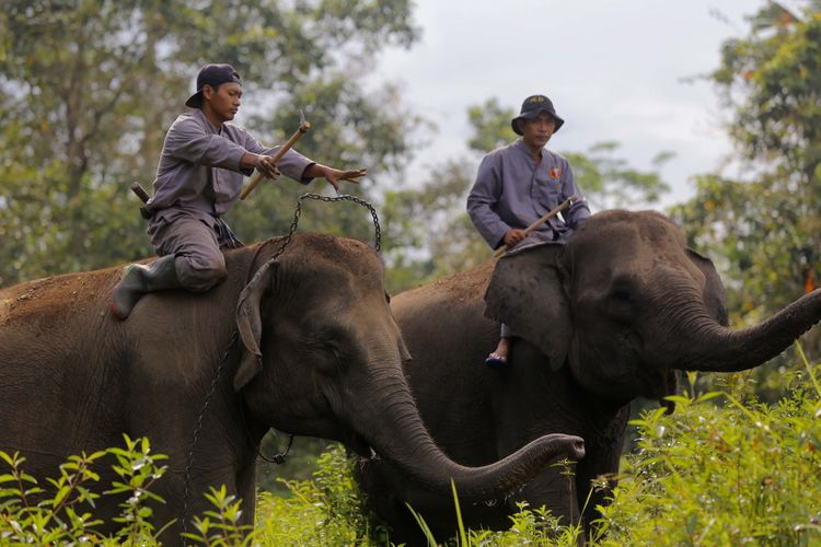 Mahout dari Elephant Response Unit (ERU) menuju sungai untuk memandikan gajah di Kawasan Taman Nasional Way Kambas (TNWK), Kabupaten Lampung Timur, Lampung, Senin (29/7/2017). Gajah-gajah di Elephant Response Unit (ERU) telah jinak dan sudah dilatih untuk membantu manusia, salah satu kontribusi gajah-gajah ini adalah membantu mendamaikan jika terjadi konflik manusia dengan gajah-gajah liar.