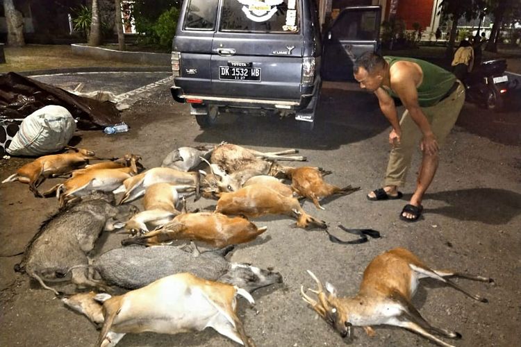Belasan satwa liar yang ditemukan mati akibat perburuan liar di TNBB di wilayah Desa Sumberklampok, Kecamatan Gerokgak, Kabupaten Buleleng, Provinsi Bali, Sabtu (14/10/2023) dinihari.