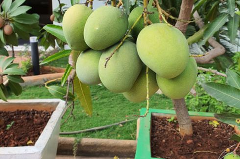 Cara Menanam Buah di dalam Pot, Solusi Bertani di Lahan Sempit