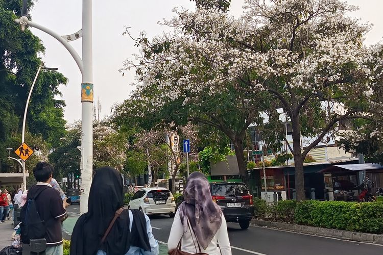 Tabebuya Mirip Sakura Bermekaran di Jakarta, Kapan Musimnya?