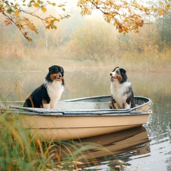 Ilustrasi anjing naik kapal atau perahu.