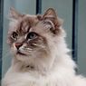 Sering Dikira Sama, Ini 6 Perbedaan Kucing Angora dan Kucing Persia