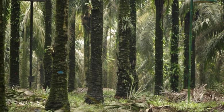 Ilustrasi kebun kelapa sawit