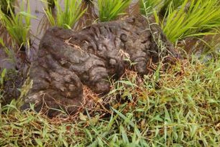 Batu bergambar raksasa ditemukan warga di sawah