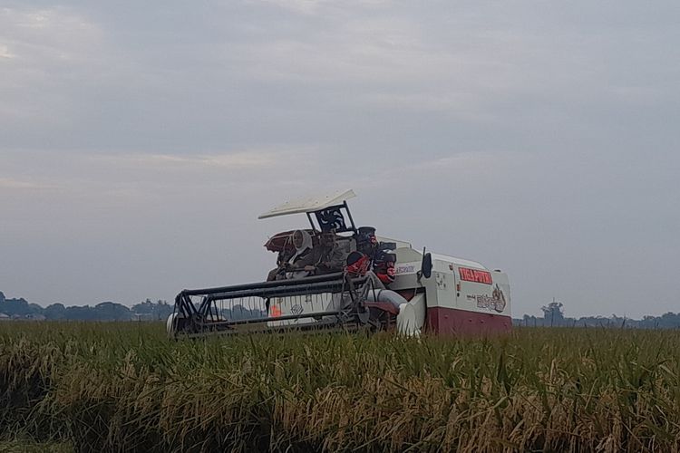 Menteri Pertanian RI Syahrul Yasin Limpo dan Bupati Karawang Cellica Nurrachadiana saat melakukan panen di Kelurahan Plawad, Kecamatan Karawang Timur, Karawang, Jawa Barat, Senin (31/1/2023).