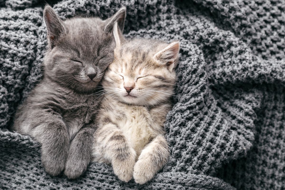 Ilustrasi kucing tidur. Beberapa hewan bermimpi saat tidur, sama seperti manusia.