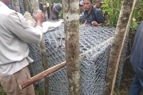 Takut Ada Korban Lagi, BKSDA Pasang 2 Jebakan untuk Tangkap Harimau