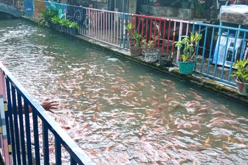 Unik, Kampung Dukuh Yogyakarta Punya Irigasi Bersih Penuh Ikan Seperti di Jepang