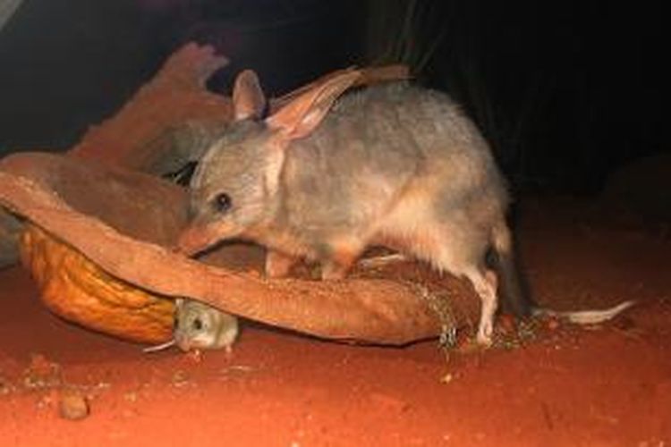 Bilby adalah salah satu hewan khas Australia.