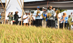 Padi Biosalin Dipanen di Pesisir Batang, Produktivitas 6-7 Ton per Hektar