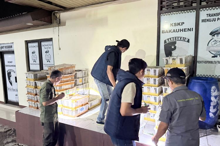 2.775 Burung Diangkut Bus Tanpa Dokumen, Terjaring di Pelabuhan Bakauheni
