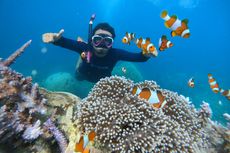 5 Perbedaan Snorkeling dan Scuba Diving, Ketahui Sebelum Mencoba