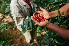 Siasat "Menabung" Kopi agar Petani Tetap Jual di Atas Harga Pasar