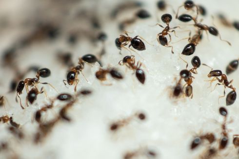 Cara Mengusir Semut Pakai Daun Salam, Mudah Dilakukan
