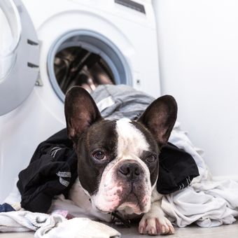 Ilustrasi anjing bermain di cucian atau pakaian kotor.