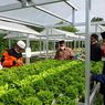 Program Pemberdayan Hidroponik di Sulsel Diapresiasi Dompet Dhuafa, Mengapa?