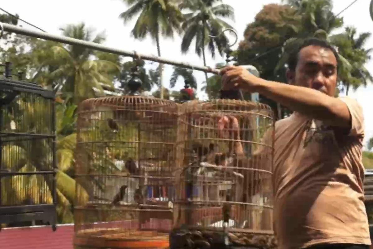 Saat ini dilokasi pembudidayaannya yang berukuran 10 x 10 meter persegi tersebut, dihuni sebanyak delapan pasang burung murai batu, lima belas anak ekor burung murai berusia satu bulan hingga dua bulan, yang rata rata sudah memiliki suara kicauan yang merdu. Terletak di Depan Kompleks Pasar Nou, Kelurahan Pasar, Kota Gunungsitoli, Sumatera Utara.