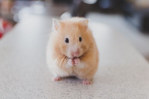 5 Penyebab dan Cara Mengatasi Hamster Menggigit saat Disentuh 