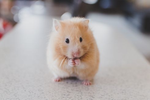 Cara Mengatasi Hamster yang Suka Menggigit 