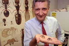 Ahli Biologi Ternama Edward O Wilson Meninggal di Usia 92 Tahun