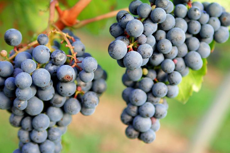 Ilustrasi tanaman anggur, menanam anggur.