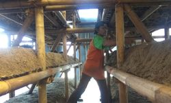 Jatuh Bangun Pengasuh Ponpes Ubah Limbah Aren Jadi Media Tanam Jamur Merang, Kini Hasilkan 80 Kg Jamur Per Hari