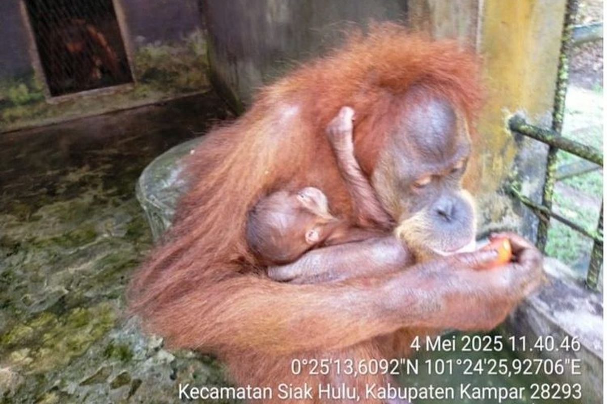 Bayi orangutan bernama Ade lahir di Lembaga Konservasi Riau, Jumat (2/5/2025).  