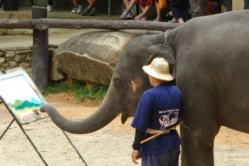 Lucunya Melihat Gajah Melukis dan Main Bola di Chiang Mai