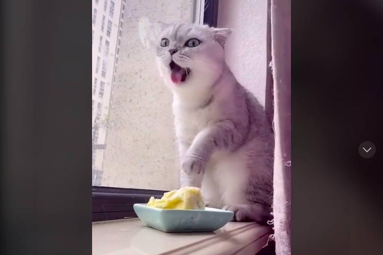 Kucing mutah saat diberi makan durian