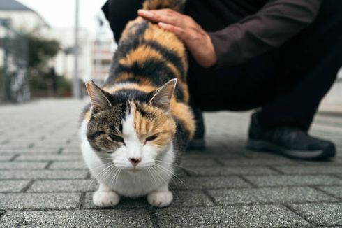 Mengapa Kucing Mengangkat Bokong Saat Anda Mengelus Punggungnya? Berikut Alasannya