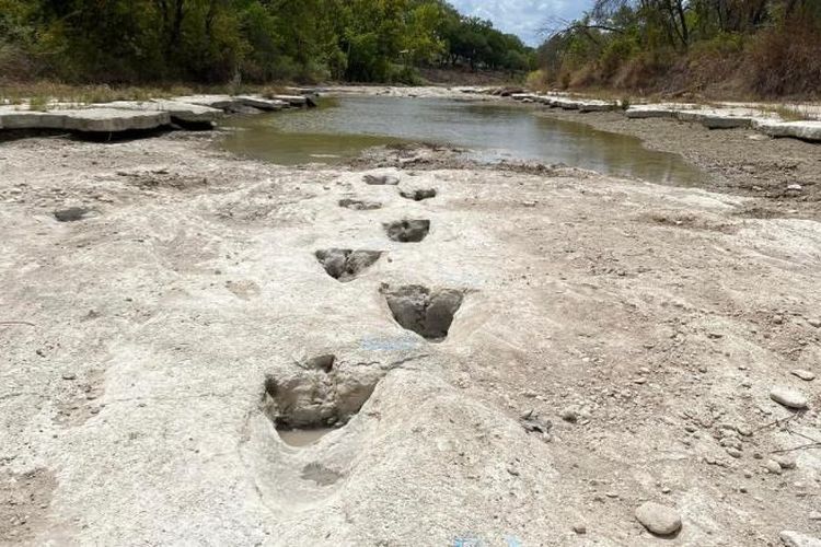 Kekeringan parah telah menyingkap jejak-jejak kaki dinosaurus berusia 113 juta tahun di dasar sungai di Lembah Dinosaurus Taman Negara Bagian Texas.
