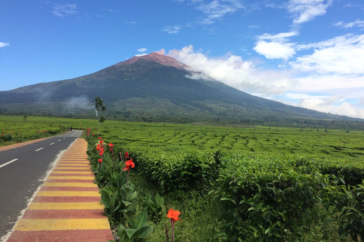 Pemandangan perkebunan teh Kayu Aro di Kaki Gunung Kerinci.