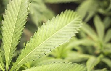 Ilustrasi ganja