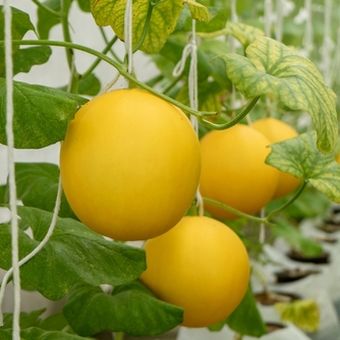 Ilustrasi budidaya melon dalam greenhouse