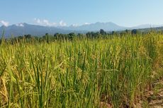 Topang Kinerja Sektor Manufaktur, Industri Agro Berkontribusi hingga 51 Persen