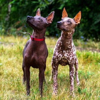 Ilustrasi ras anjing Xoloitzcuintli. 
