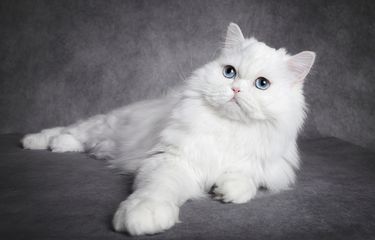 Ilustrasi kucing Scottish putih.