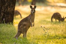 Polisi Australia Buru Penyiksa dan Pembunuh Kanguru