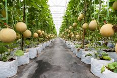 Budidaya Melon di Greenhouse yang Perawatannya Mudah