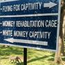 Melihat Kera Berkelompok dan Menyatu dengan Alam di Kemenuh Monkey River Bali