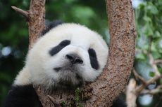 Kerangka Panda Raksasa Utuh Ditemukan di Makam Kaisar China yang Berusia 2.000 Tahun