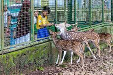 Masuk Kebun Binatang Ragunan Wajib Pakai Kartu Jakcard