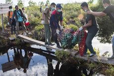 Merusak Kebun Nanas, Orangutan Dievakuasi