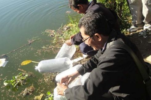 Tekan Siklus DBD, 6.000 Benih Ikan Nila Ditebar di Denpasar