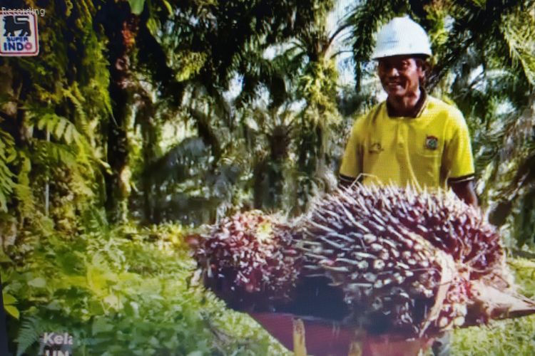 Tangkapan layar pekerja di perkebunan kelapa sawit berkelanjutan pada peluncuran minyak goreng sawit ekolabel ramah sosial dan ramah lingkungan Super Indo 365 secara daring pada Selasa (24/8/2021). 

Edukasi pengelolaan makanan dari sawit berkelanjutan mesti dilakukan secara bersama dan terus-menerus oleh berbagai pemangku kepentingan. 